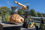 A person uses a forklift to lift an enormous orange pumpkin via black straps